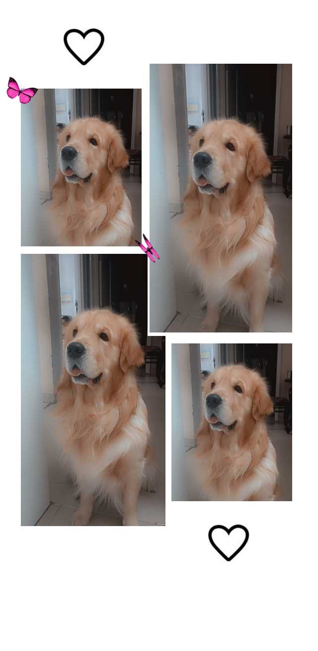 Golden Retriever Dogs For Mating In Chandigarh