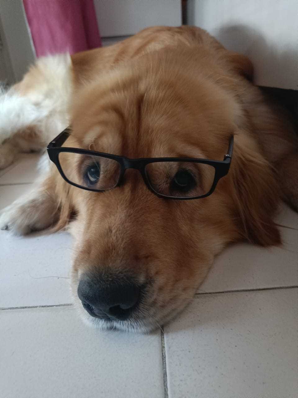 Golden Retriever Dogs For Mating In Chandigarh