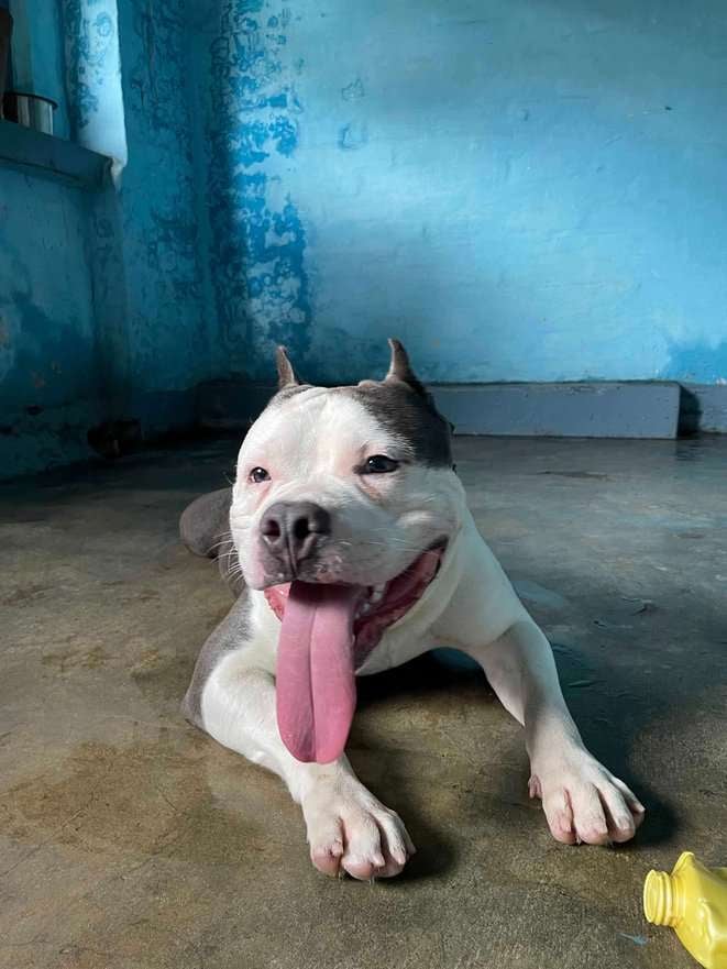 American Bully Dogs For Mating In Howrah