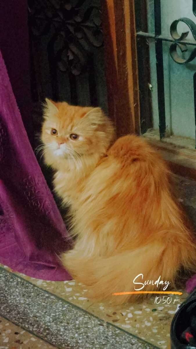 Persian Dogs For Mating In Lucknow
