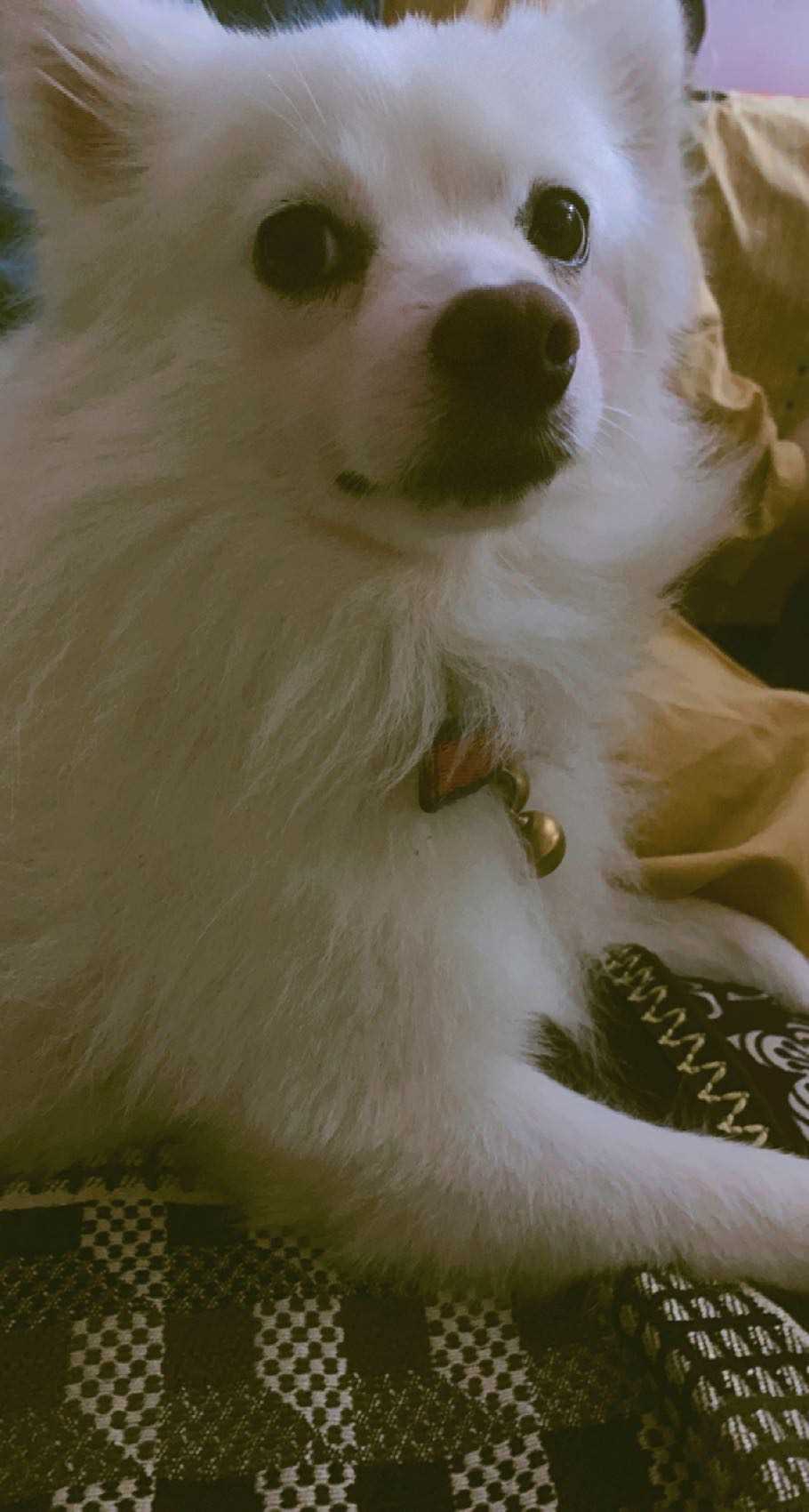 Indian Spitz Dogs For Mating In Dehradun