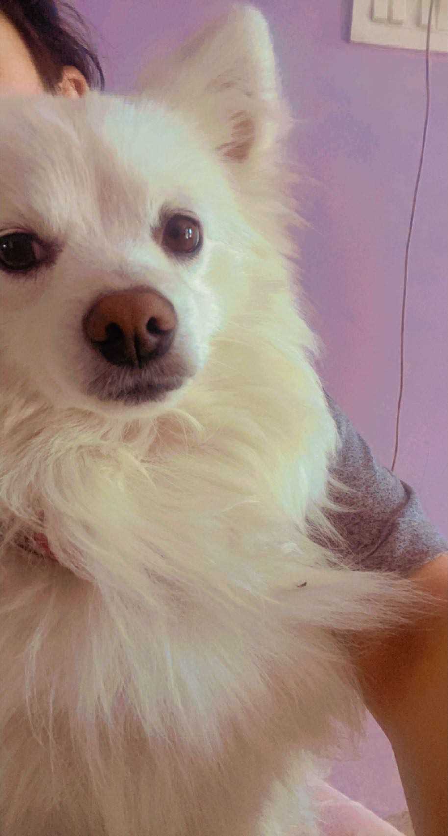 Indian Spitz Dogs For Mating In Dehradun