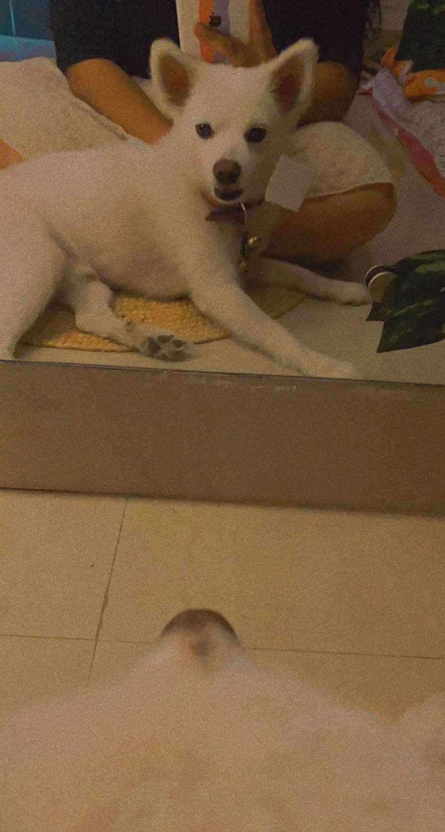 Indian Spitz Dogs For Mating In Dehradun