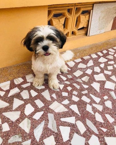 Shih Tzu Dogs For Mating In Guntur