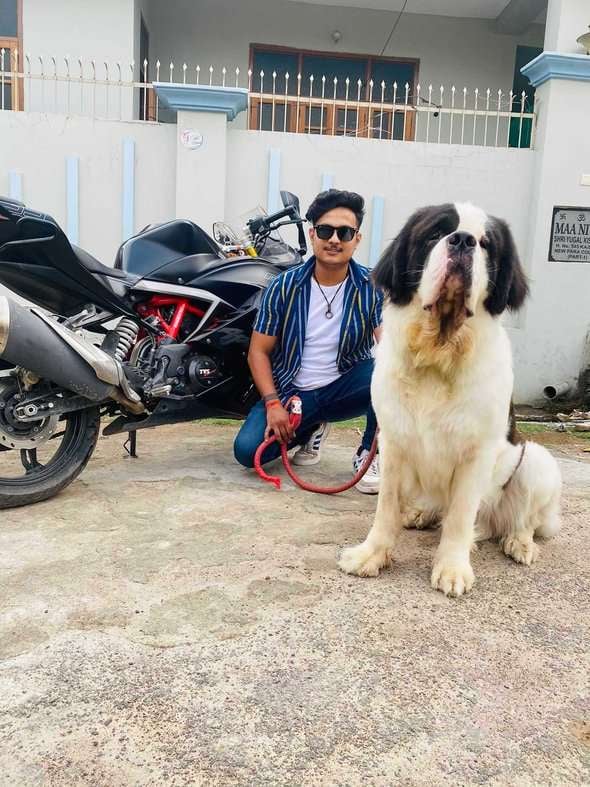 Saint Bernard Dogs For Mating In Lucknow
