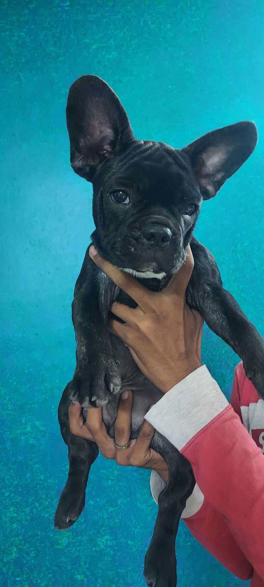 French Bulldog For Sale In Tanuku