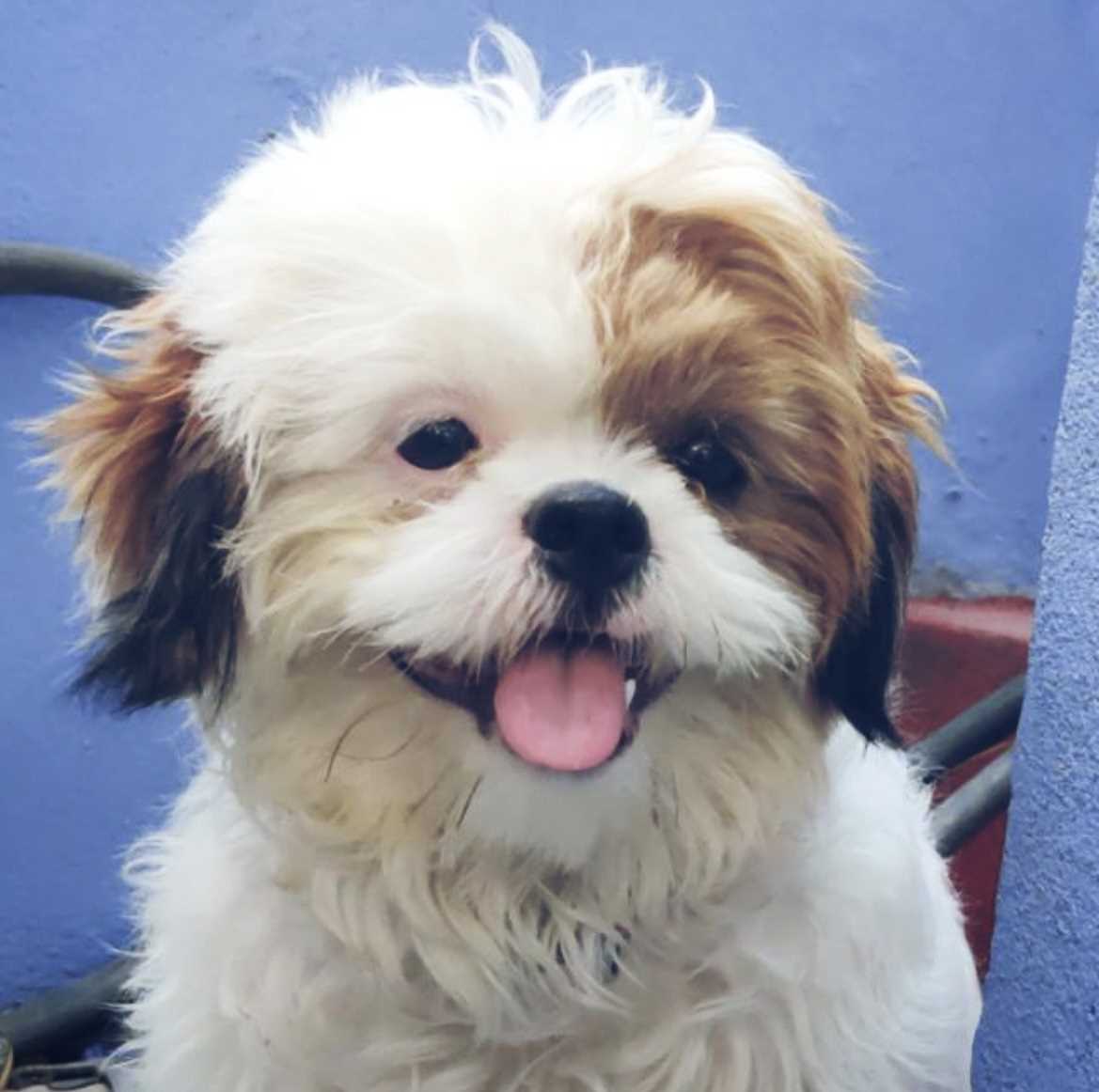 Shih Tzu Dogs For Mating In Hyderabad