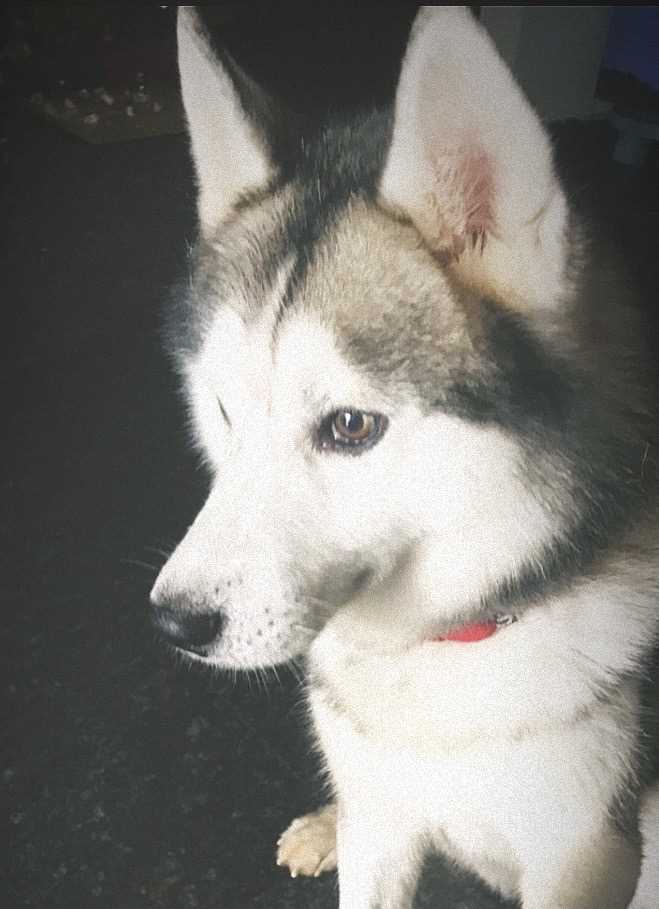 Siberian Husky Dogs For Mating In Bangalore