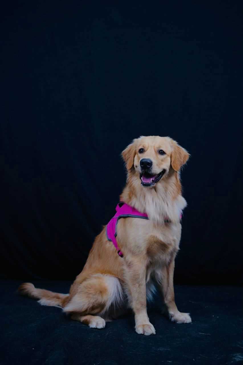 Golden Retriever Dogs For Mating In Chennai