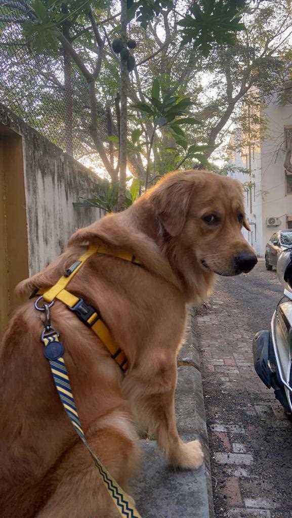 Golden Retriever Dogs For Mating In Chennai