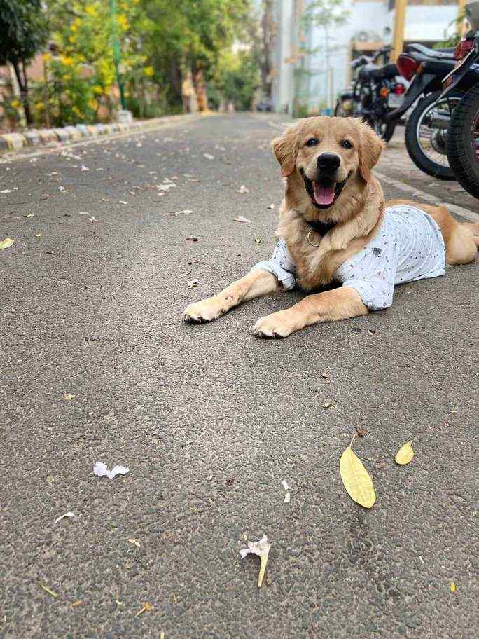 Golden Retriever Dogs For Mating In Chennai