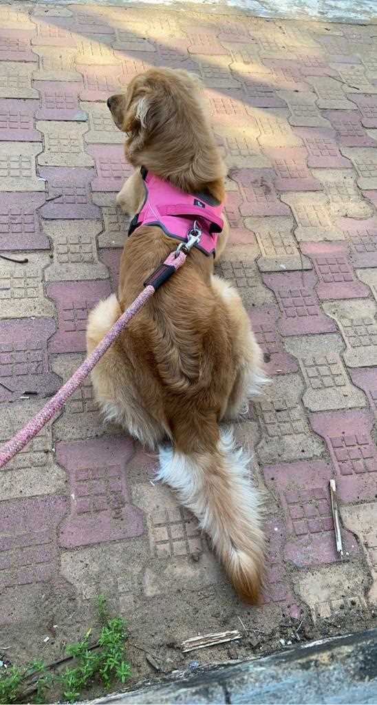 Golden Retriever Dogs For Mating In Chennai