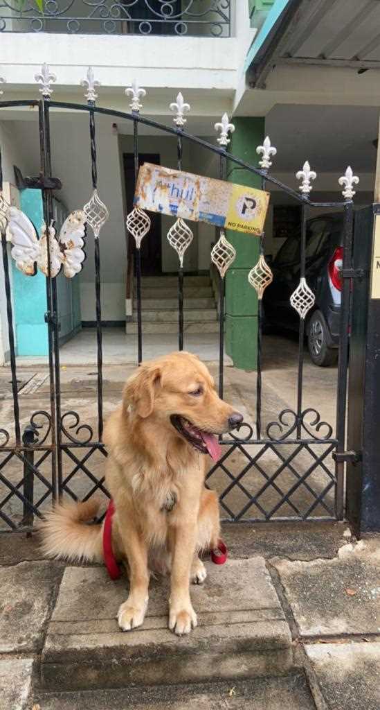 Golden Retriever Dogs For Mating In Chennai