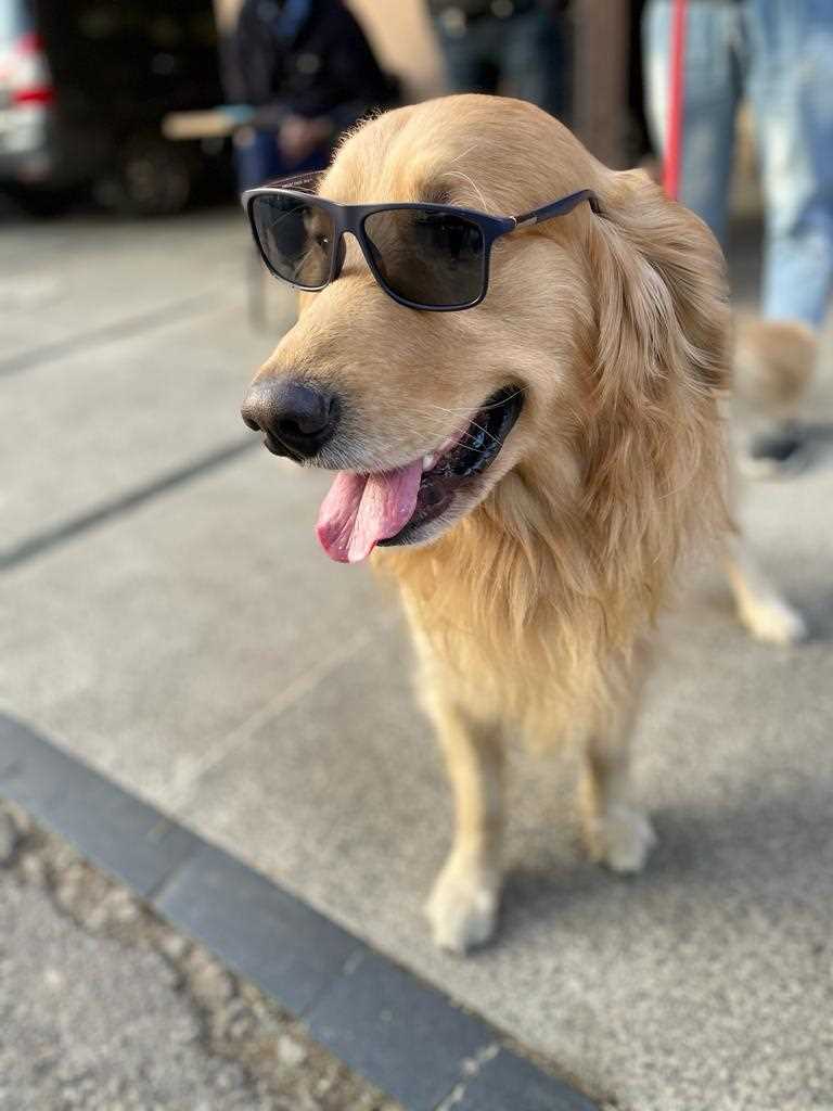 Golden Retriever Dogs For Mating In Gurgaon
