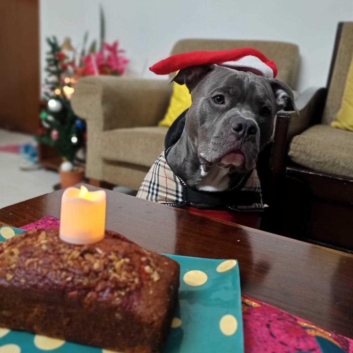 American Bully Dogs For Mating In Delhi