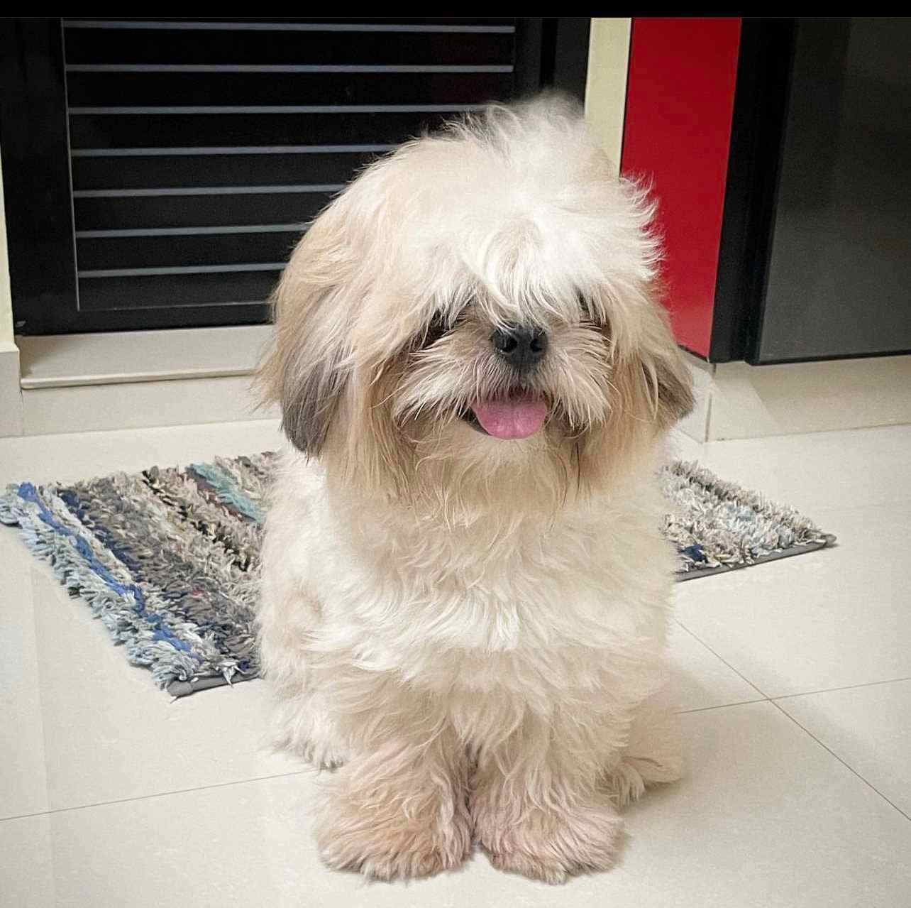 Shih Tzu Dogs For Mating In Thrissur