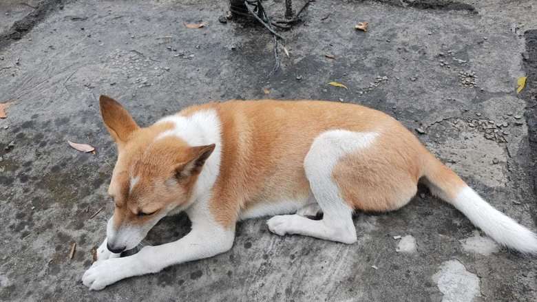 Indian Breed For Adoption In Jorhat