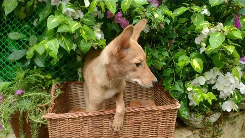 Indian Breed For Adoption In Secunderabad
