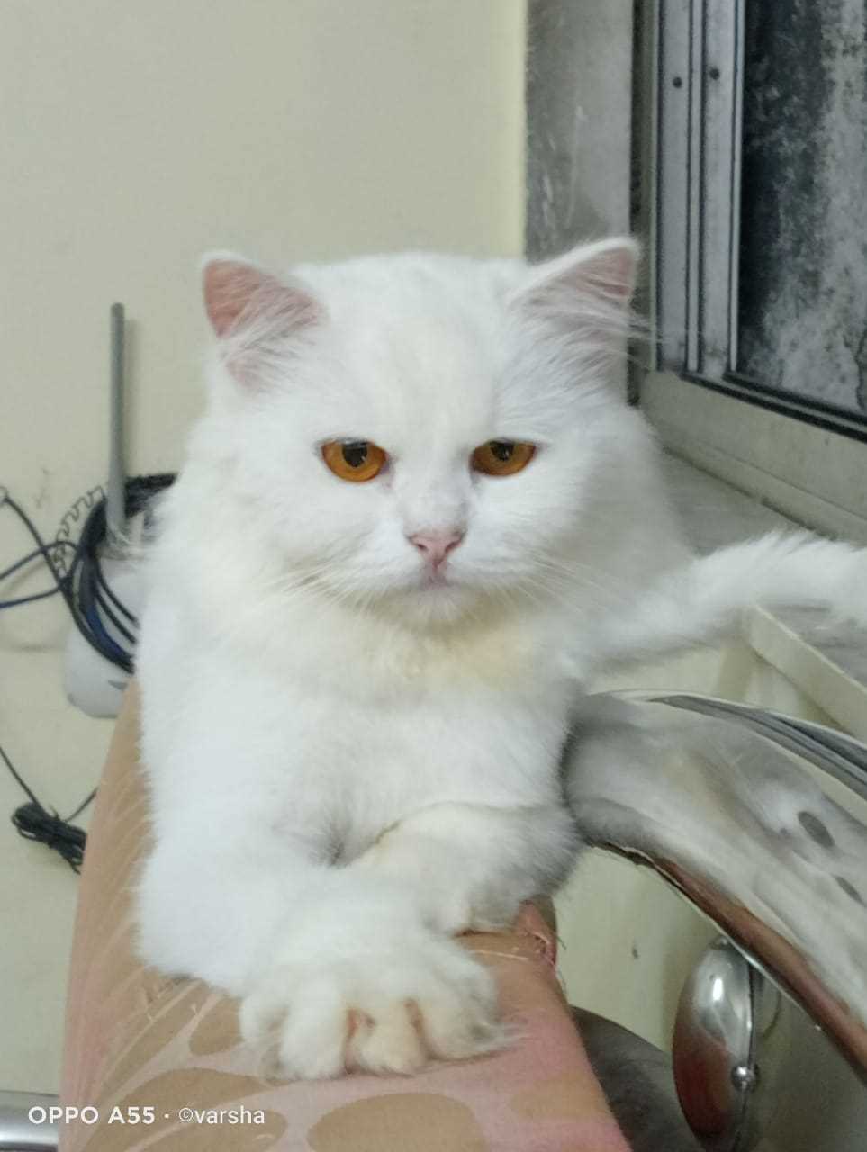Persian Dogs For Mating In Mumbai