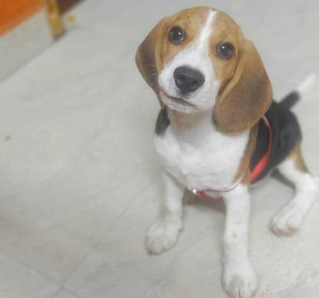 Beagle Dogs For Mating In Chennai