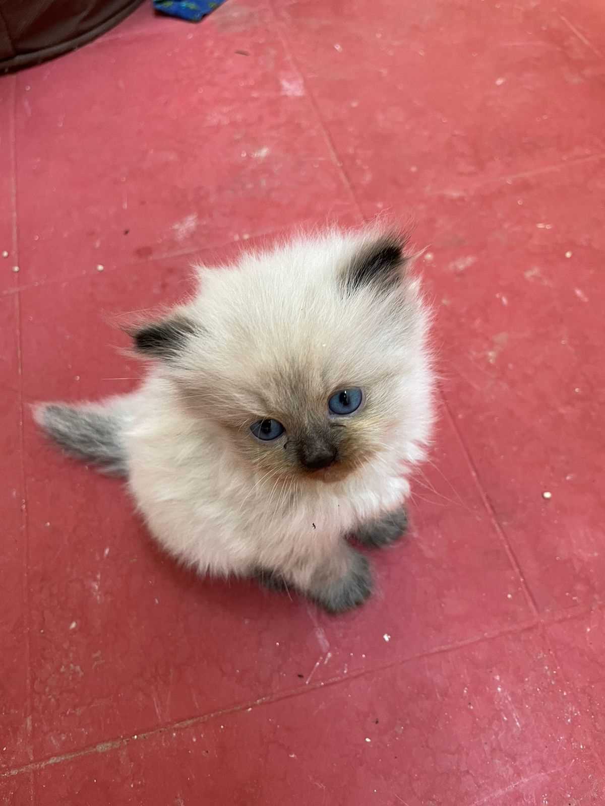 Himalayan For Sale In Mysore