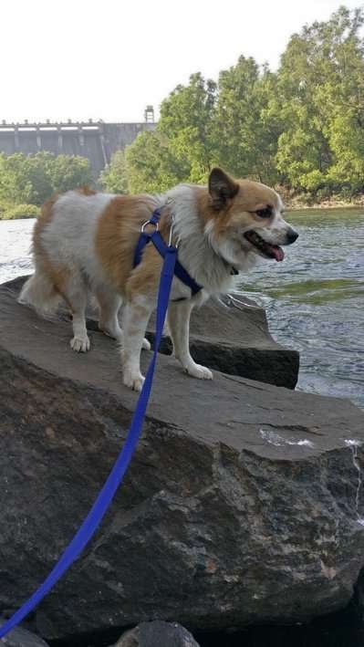 Indian Spitz Dogs For Mating In Pune