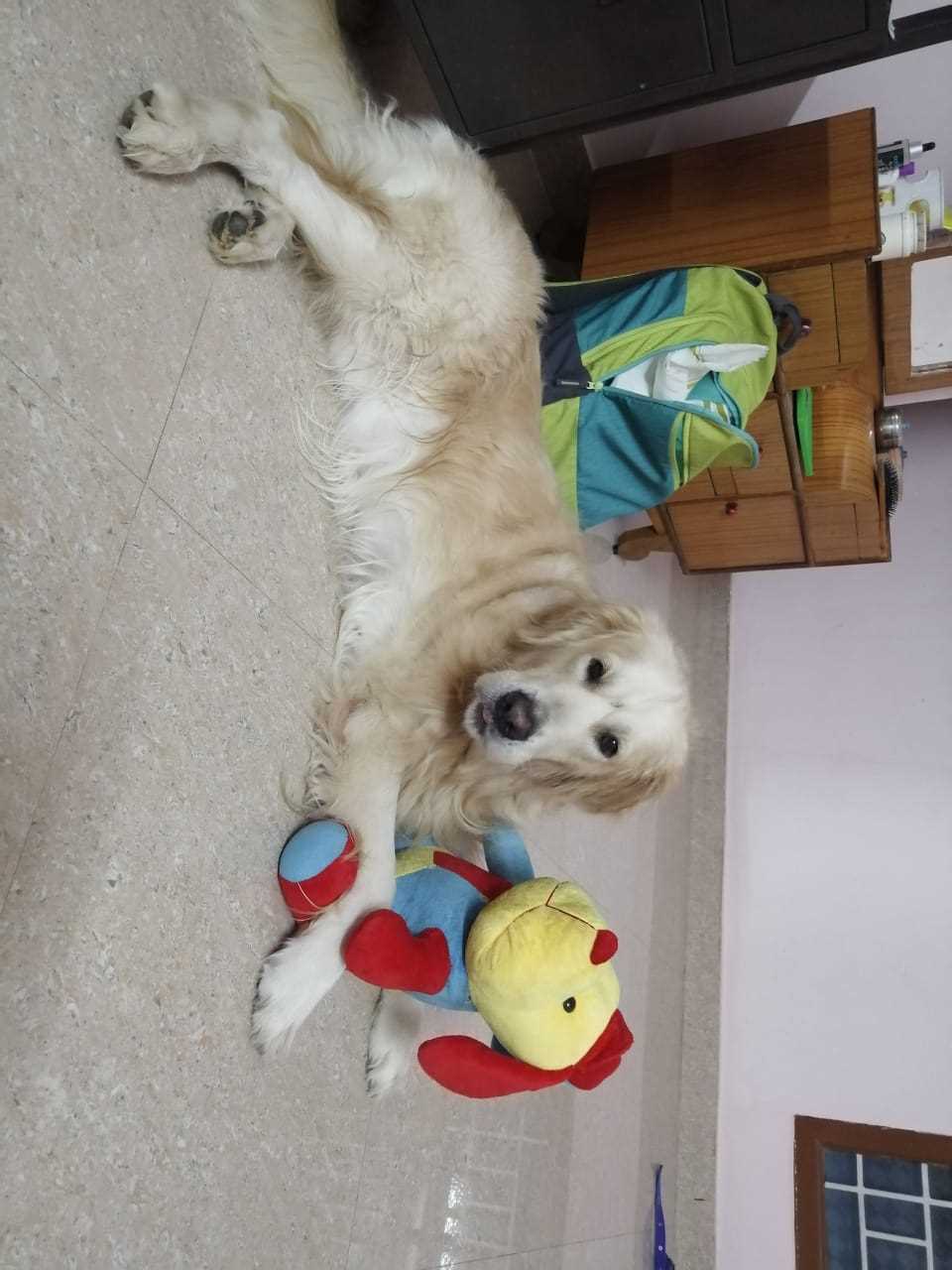 Golden Retriever Dogs For Mating In Chennai