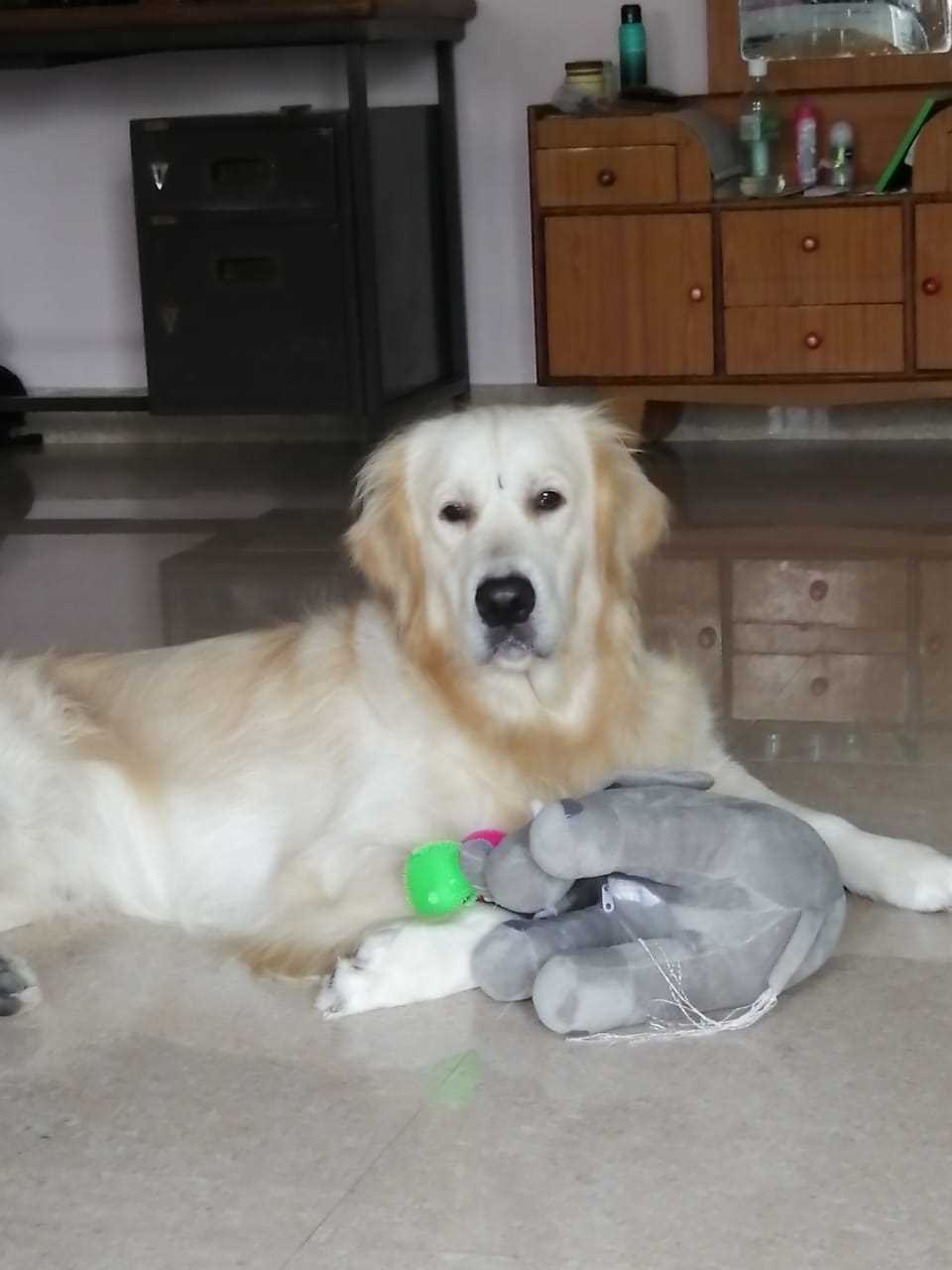 Golden Retriever Dogs For Mating In Chennai