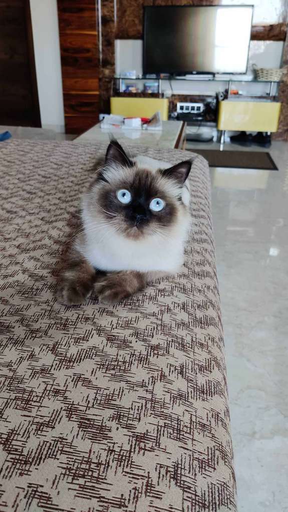 Himalayan Dogs For Mating In Mumbai