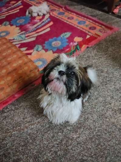 Shih Tzu Dogs For Mating In Bangalore