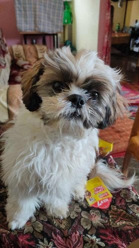 Shih Tzu Dogs For Mating In Bangalore