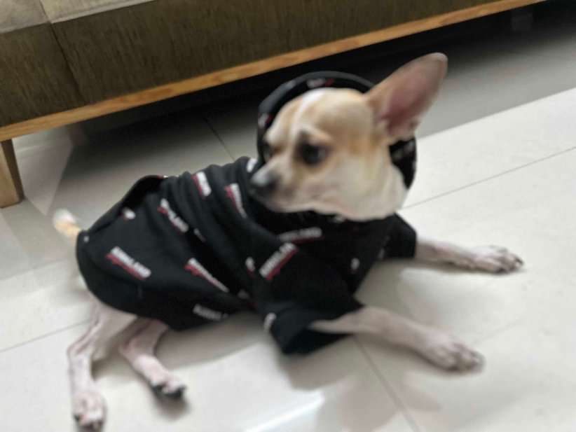 Chihuahua Dogs For Mating In Hyderabad