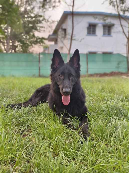 German Shepherd Dogs For Mating In Nasik