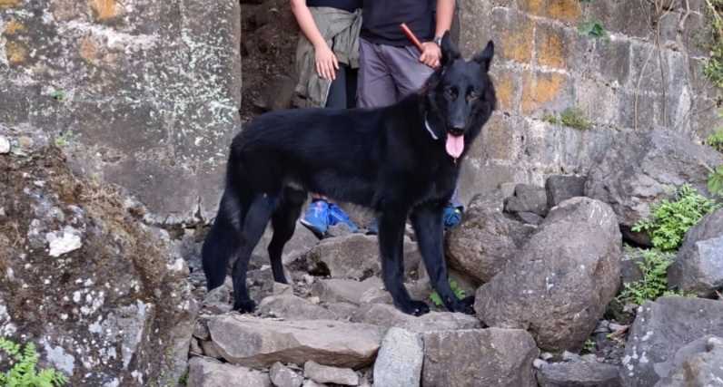 German Shepherd Dogs For Mating In Nasik