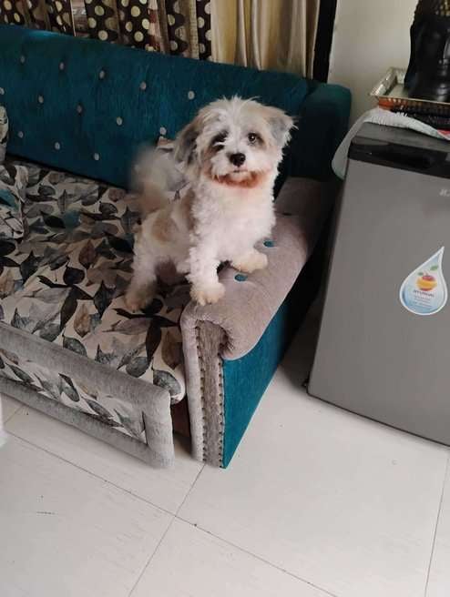 Shih Tzu Dogs For Mating In Kolkata