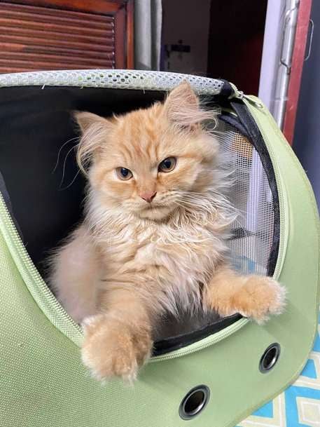 Persian For Adoption In Guwahati
