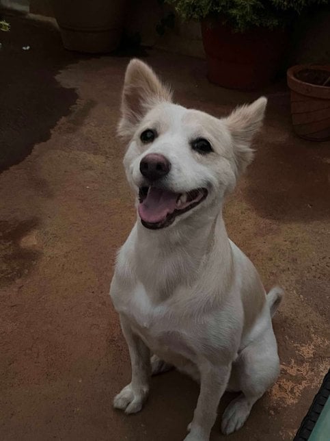 Pomeranian Dogs For Mating In Bangalore