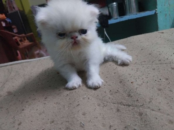 Persian For Sale In Chennai
