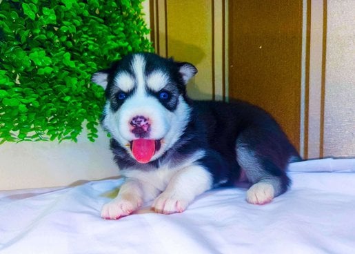 Siberian Husky For Sale In Aurangabad MH