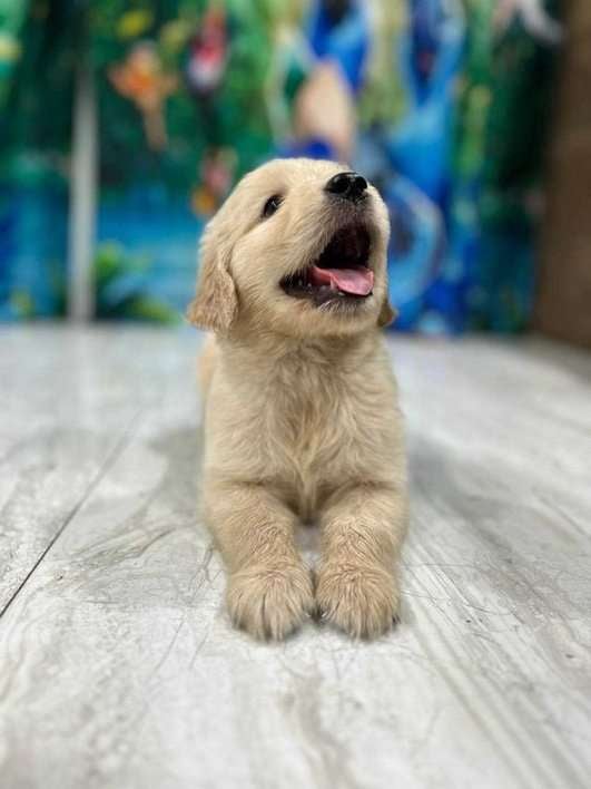 Golden Retriever For Sale In Ahmedabad