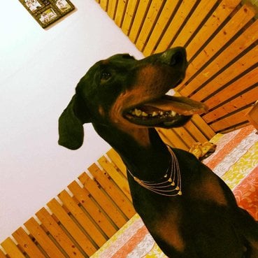 Doberman Dogs For Mating In Visakhapatnam