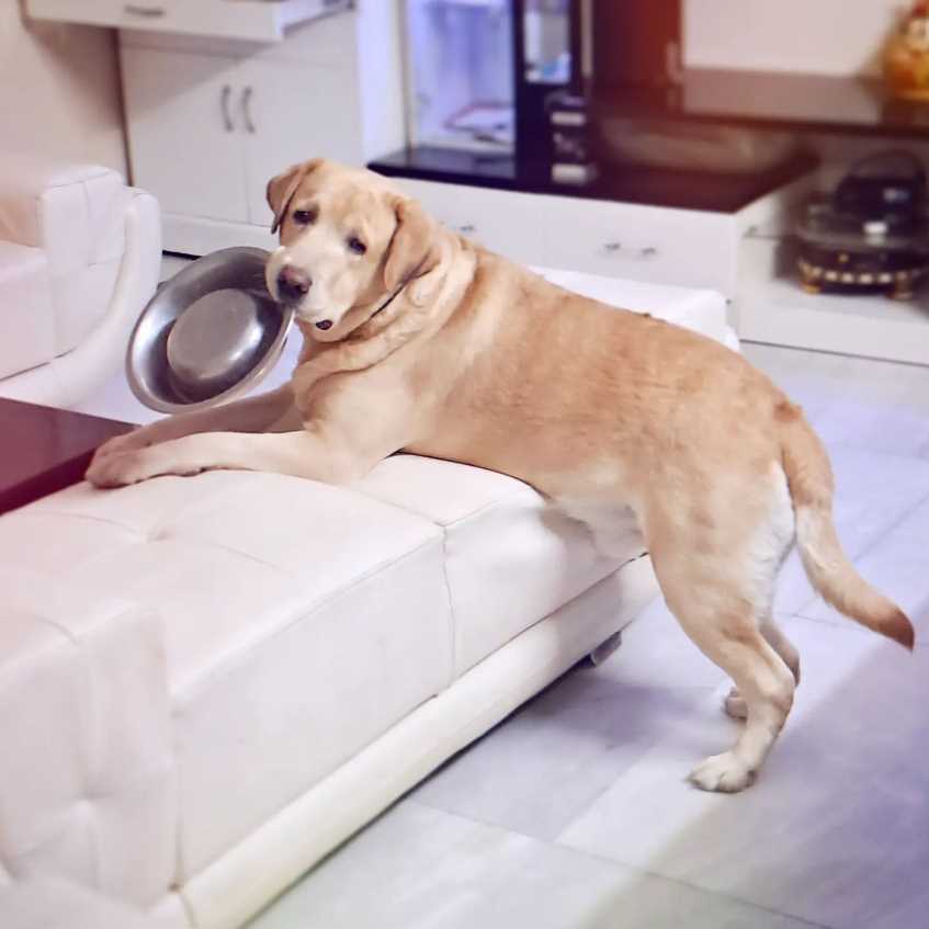 Labrador Retriever Dogs For Mating In Delhi