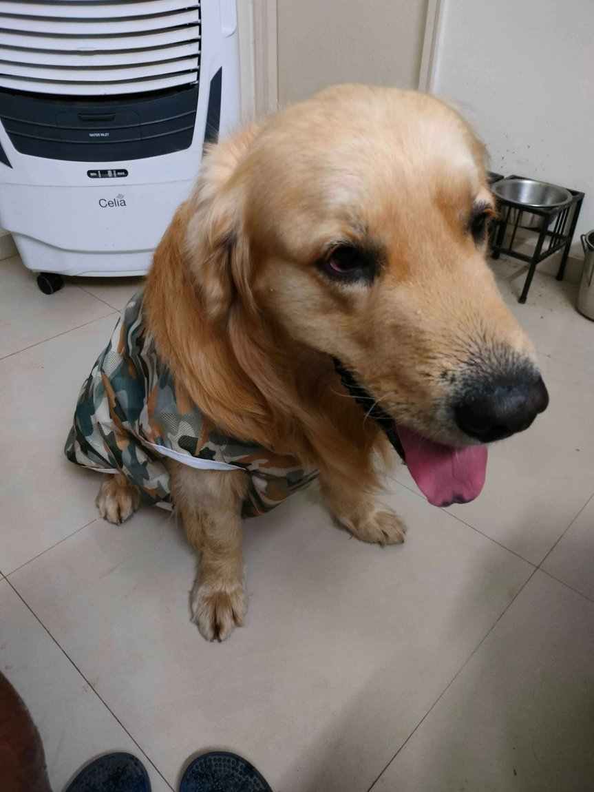 Golden Retriever Dogs For Mating In Bangalore