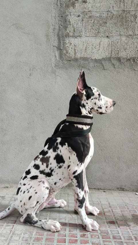 Great Dane Dogs For Mating In Bangalore