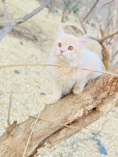 British Longhair For Sale In Nasik