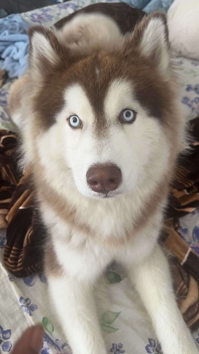 Siberian Husky Dogs For Mating In Bangalore