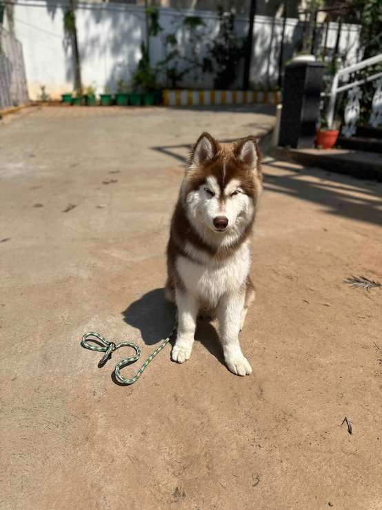 Siberian Husky Dogs For Mating In Bangalore