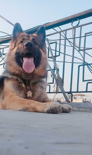 German Shepherd Dogs For Mating In Delhi