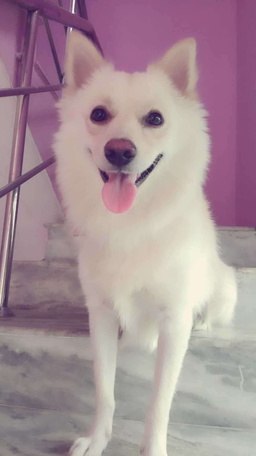 Indian Spitz Dogs For Mating In Tiruvallur