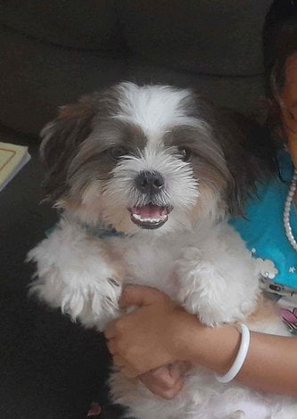 Shih Tzu For Sale In Thoothukkudi